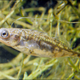 Illustration for article titled A fish species that evolved to cope with colder waters...in just three years